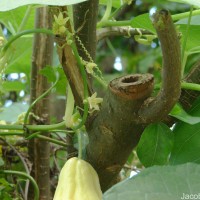 Sicyos edulis Jacq.